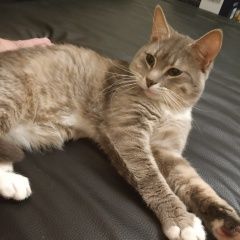 Подробнее об объявлении «Пропал кот Москва» Фото: пропала кошка  «Пропал кот Москва» в г. Москва