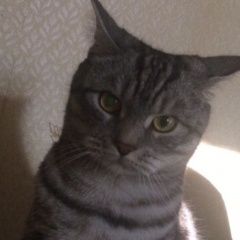 Подробнее об объявлении «Подольск Пропал кот» Фото: пропала кошка Британская короткошерстная «Подольск Пропал кот» в г. Подольск