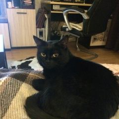 Подробнее об объявлении «Подольск Пропала кошка» Фото: пропала кошка  «Подольск Пропала кошка» в г. Подольск