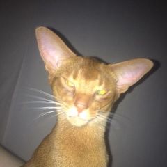 Подробнее об объявлении «Пропал котик абисинец Москва» Фото: пропала кошка Абиссинская «Пропал котик абисинец Москва» в г. Москва