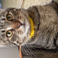 Подробнее об объявлении «Шереметьевский Пропала кошка» Фото: пропала кошка  «Шереметьевский Пропала кошка» в г. Шереметьевский