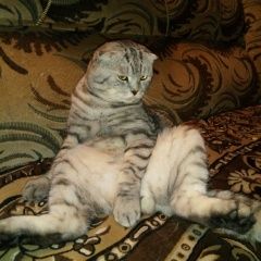 Подробнее об объявлении «Пропал кот шотландский вислоухий кот Шахты» Фото: пропала кошка  «Пропал кот шотландский вислоухий кот Шахты» в г. Шахты