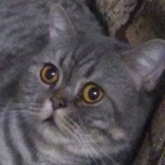 Подробнее об объявлении «Пропал кот Санкт-Петербург» Фото: пропала кошка Британская короткошерстная «Пропал кот Санкт-Петербург» в г. Санкт-Петербург