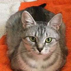 Подробнее об объявлении «Пропала кошка мотя Реутов» Фото: пропала кошка  «Пропала кошка мотя Реутов» в г. Реутов