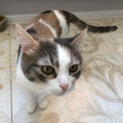 Подробнее об объявлении «Пропала кошка Москва» Фото: пропала кошка  «Пропала кошка Москва» в г. Москва