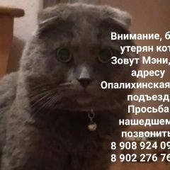 Подробнее об объявлении «Екатеринбург Пропал кот» Фото: пропала кошка Шотландская вислоухая «Екатеринбург Пропал кот» в г. Екатеринбург