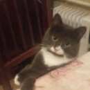 Подробнее об объявлении «Пропал кот Косино» Фото: пропала кошка  «Пропал кот Косино» в г. Косино