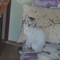Подробнее об объявлении «Пропал кот шотладский котик. Астрахань» Фото: пропала кошка  «Пропал кот шотладский котик. Астрахань» в г. Астрахань