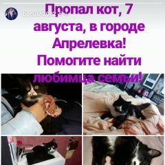 Подробнее об объявлении «Апрелевка Пропал котик черный с белым снт озёрное» Фото: пропала кошка  «Апрелевка Пропал котик черный с белым снт озёрное» в г. Апрелевка