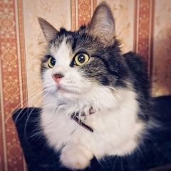 Подробнее об объявлении «Пропала кошка награда 5000 руб. Москва» Фото: пропала кошка  «Пропала кошка награда 5000 руб. Москва» в г. Москва
