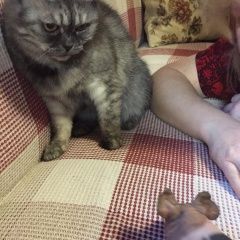 Подробнее об объявлении «Пропала кошка Москва» Фото: пропала кошка  «Пропала кошка Москва» в г. Москва
