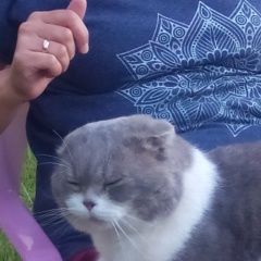 Подробнее об объявлении «Чехов Пропал кот» Фото: пропала кошка  «Чехов Пропал кот» в г. Чехов