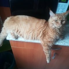 Подробнее об объявлении «Пропала кошка рыжая девочка мейн-кун Оренбург» Фото: пропала кошка  «Пропала кошка рыжая девочка мейн-кун Оренбург» в г. Оренбург