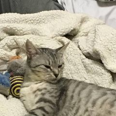 Подробнее об объявлении «Подольск Пропала кошка мотя» Фото: пропала кошка  «Подольск Пропала кошка мотя» в г. Подольск