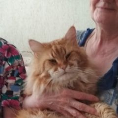 Подробнее об объявлении «Пропал кот мейн-кун не кастрирован. красный мра Сергиев Посад» Фото: пропала кошка Мейн-кун «Пропал кот мейн-кун не кастрирован. красный мра...» в г. Сергиев Посад