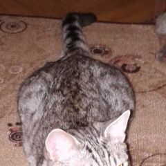 Подробнее об объявлении «Пропал кот Москва» Фото: пропала кошка  «Пропал кот Москва» в г. Москва