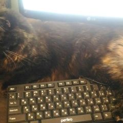 Подробнее об объявлении «Пропала кошка дорогие соседи, пожалуйста, помогите Москва» Фото: пропала кошка  «Пропала кошка дорогие соседи, пожалуйста,...» в г. Москва