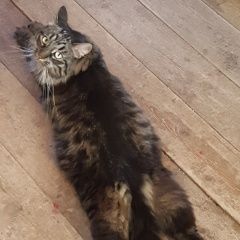 Подробнее об объявлении «Пропал кот Москва» Фото: пропала кошка  «Пропал кот Москва» в г. Москва