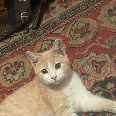 Подробнее об объявлении «Луганск Пропала кошка» Фото: пропала кошка  «Луганск Пропала кошка» в г. Луганск