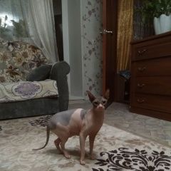 Подробнее об объявлении «Пропала кошка в районе свечного Томск» Фото: пропала кошка  «Пропала кошка в районе свечного Томск» в г. Томск