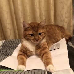 Подробнее об объявлении «Пропал кот рыжий кот Москва» Фото: пропала кошка  «Пропал кот рыжий кот Москва» в г. Москва