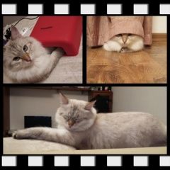 Подробнее об объявлении «Городище (Пензенская обл.) Пропал кот помогите в поиске, нашедшему вознагражде» Фото: пропала кошка Бирманская (Священная бирма) «Городище (Пензенская обл.) Пропал кот помогите...» в г. Городище (Пензенская обл.)