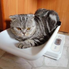 Подробнее об объявлении «Екатеринбург Пропал кот шотландский вислоухий кот» Фото: пропала кошка Шотландская вислоухая «Екатеринбург Пропал кот шотландский вислоухий кот» в г. Екатеринбург