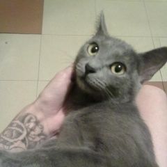 Подробнее об объявлении «Пропала кошка Мытищи» Фото: пропала кошка  «Пропала кошка Мытищи» в г. Мытищи