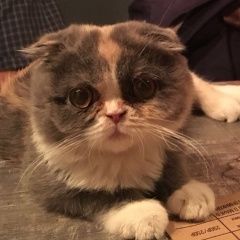 Подробнее об объявлении «Пропала кошка Москва» Фото: пропала кошка Шотландская вислоухая «Пропала кошка Москва» в г. Москва