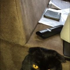 Подробнее об объявлении «Пропал кот темно коричневый почти чёрный Орехово-Зуево» Фото: пропала кошка Британская длинношерстная «Пропал кот темно коричневый почти чёрный...» в г. Орехово-Зуево