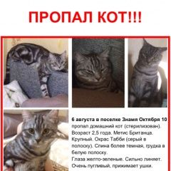 Подробнее об объявлении «Подольск Пропала кошка кот» Фото: пропала кошка Британская короткошерстная «Подольск Пропала кошка кот» в г. Подольск