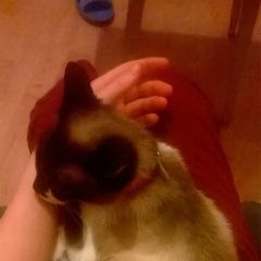 Подробнее об объявлении «Москва Пропала кошка сиамская кошка» Фото: пропала кошка Сиамская «Москва Пропала кошка сиамская кошка» в г. Москва