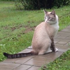 Подробнее об объявлении «Пропал кот в районе текстильщики Москва» Фото: пропала кошка Тайская «Пропал кот в районе текстильщики Москва» в г. Москва