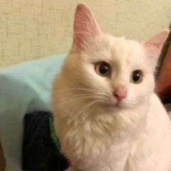 Подробнее об объявлении «Пропала кошка ул. скульптора мухиной Москва» Фото: пропала кошка  «Пропала кошка ул. скульптора мухиной Москва» в г. Москва