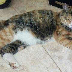 Подробнее об объявлении «Пропала кошка 5 августа Калуга» Фото: пропала кошка Курильский бобтейл «Пропала кошка 5 августа Калуга» в г. Калуга
