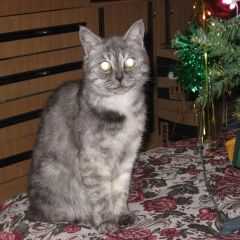 Подробнее об объявлении «Пропала кошка Москва» Фото: пропала кошка  «Пропала кошка Москва» в г. Москва