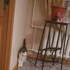 Картинка пропала кошка В городе Керчь потерян котик. Керчь