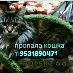 Подробнее об объявлении «Тула Пропала кошка мясново, помогите найти кошку» Фото: пропала кошка  «Тула Пропала кошка мясново, помогите найти кошку» в г. Тула