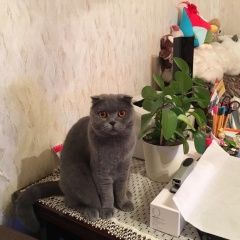 Подробнее об объявлении «Пропала кошка помогите пожалуйста, найдите кошечку Королев» Фото: пропала кошка Скоттиш фолд (шотландская вислоухая) «Пропала кошка помогите пожалуйста, найдите...» в г. Королев