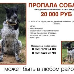 Подробнее об объявлении «Пропала собака Троицк» Фото: пропала собака  «Пропала собака Троицк» в г. Троицк