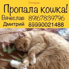 Подробнее об объявлении «Пропала кошка 15.08. Балашиха» Фото: пропала кошка  «Пропала кошка 15.08. Балашиха» в г. Балашиха