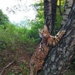 Подробнее об объявлении «Пропала кошка Москва» Фото: пропала кошка Бенгальская «Пропала кошка Москва» в г. Москва