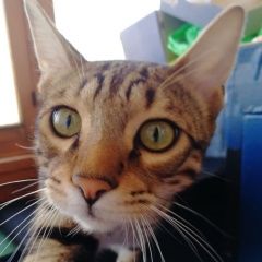 Подробнее об объявлении «Пропал кот Москва» Фото: пропала кошка Бенгальская «Пропал кот Москва» в г. Москва