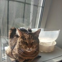 Подробнее об объявлении «Пропал кот в районе проспект мира Москва» Фото: пропала кошка  «Пропал кот в районе проспект мира Москва» в г. Москва