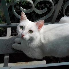 Подробнее об объявлении «Пропала кошка Москва» Фото: пропала кошка  «Пропала кошка Москва» в г. Москва