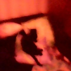 Подробнее об объявлении «Пропала кошка помогите Москва» Фото: пропала кошка  «Пропала кошка помогите Москва» в г. Москва