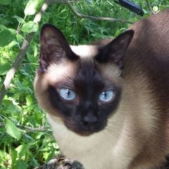 Подробнее об объявлении «Пропала кошка Москва» Фото: пропала кошка Меконгский бобтейл «Пропала кошка Москва» в г. Москва