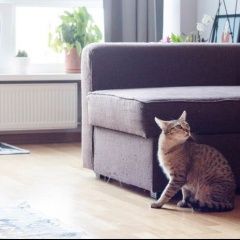 Подробнее об объявлении «Пропал кот, ул спиридоновка Москва» Фото: пропала кошка  «Пропал кот, ул спиридоновка Москва» в г. Москва