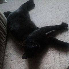 Подробнее об объявлении «Пропала кошка Москва» Фото: пропала кошка  «Пропала кошка Москва» в г. Москва