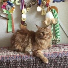 Подробнее об объявлении «Пропал кот Истра» Фото: пропала кошка  «Пропал кот Истра» в г. Истра